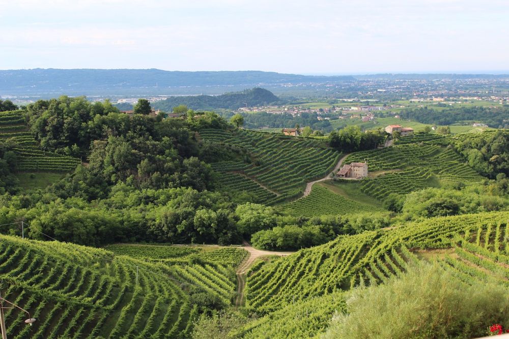 Vigneti in quota